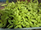 P08-04-12_13.36[2]