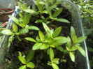 P08-04-12_13.37[3]