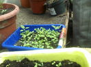 phlox
