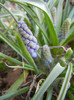 Muscari armeniacum (2012, April 05)