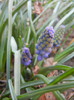 Muscari armeniacum (2012, April 05)