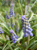 Muscari armeniacum (2012, April 06)