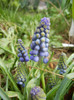 Muscari armeniacum (2012, April 06)