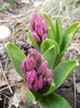 Hyacinth Amethyst (2012, April 06)