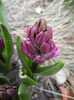 Hyacinth Amethyst (2012, April 06)