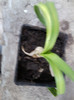 agapanthus-multumesc ileana
