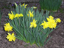 aprilie 2012-poze brusturi 044