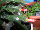 A venit cumva Craciunul_Schlumbergera 8 Aprilie