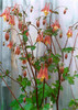 Aquilegia%20canadensis