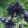 Aquilegia_Black_Barlow