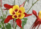 aquilegia_formosa_lg