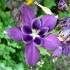 blue-aquilegia