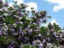 BRUNFELSIA PAUCIFLORA (Ieri-azi-maine)