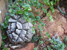 Dioscorea elephantipes (Planta broasca testoasa)