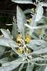 Elaeagnus angustifolia (salcie mirositoare, rachitica, maslin salbatic)