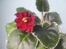 8.04.2012-prima floare