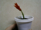 8 aprilie 2012-flori 020