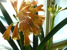 Clivia cyrtanthiflora are 3 tije florale