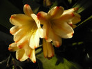 Clivia White Lips