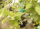 Calamondin 08.04.2012