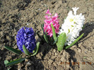 DSCN1781