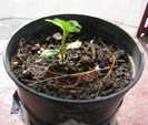 A rasarit stevia dulce,aprilie.2012