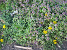Gradina aprilie 2012