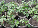 rosii bulgaresti-Naslada,8 04 2012