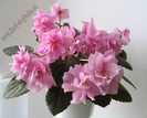 Saintpaulia  Rose Marie