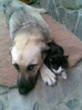 poza de ... familie !!