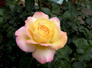 trandafir galben cu roz