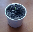 asparagus din seminte