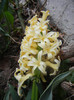 Hyacinth Yellow Queen (2012, April 04)