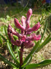 Hyacinth Woodstock (2012, April 04)