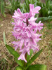 Hyacinth Splendid Cornelia (2012, Apr.06)