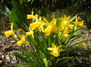 Narcissus Tete-a-Tete (2012, April 04)