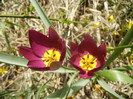 Tulipa Persian Pearl (2012, April 04)