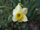 Narcissus Minnow (2012, April 04)