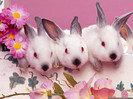 cute-bunnies-easter-wallpaper