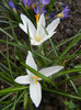 Crocus Jeanne d`Arc (2012, April 04)