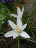 Crocus Jeanne d`Arc (2012, April 04)