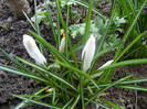Crocus Jeanne d`Arc (2012, April 05)