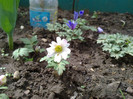 08.04.2012 anemone