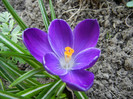 Crocus Negro Boy (2012, April 04)