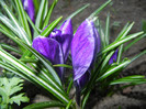 Crocus Negro Boy (2012, April 05)