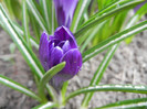 Crocus Negro Boy (2012, April 06)