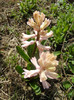 Hyacinth Fondant (2012, April 04)