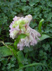 Hyacinth Fondant (2012, April 05)