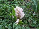 Hyacinth Fondant (2012, April 05)