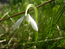 Snowdrops (2012, April 04)